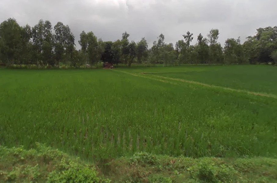 8M4M+HC Rashulpur Bahanpur, Uttar Pradesh, India