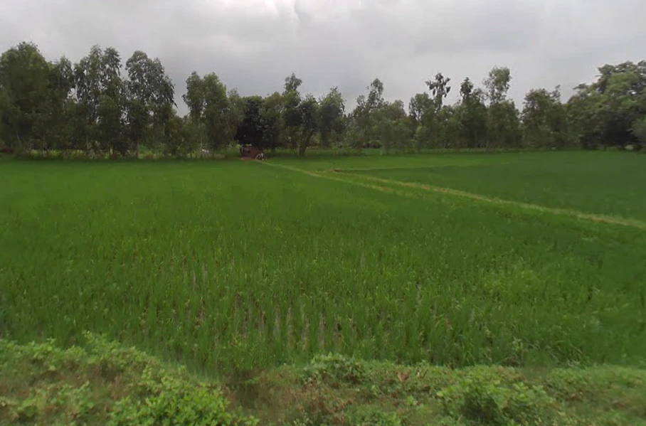 8M4M+HC Rashulpur Bahanpur, Uttar Pradesh, India