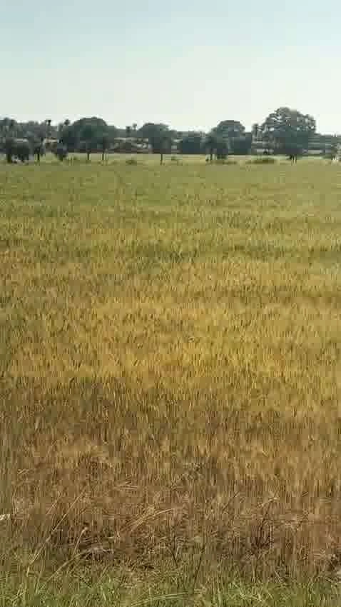 Purwa, Uttar Pradesh, India
