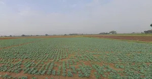 Viramgam, Gujarat 382150, India preview 2