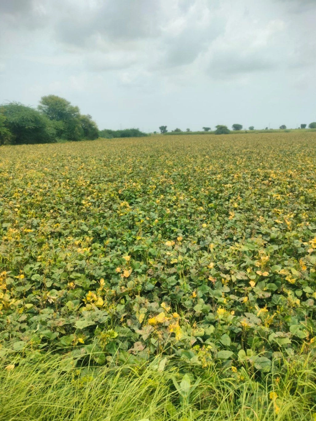 MJ8X+78P, Jaipur, Gopal Nagar, Rajasthan, India