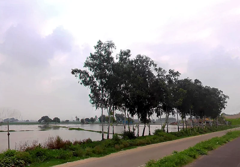 WW27+W9P, Samana Bahu, Haryana 132117, India preview 2