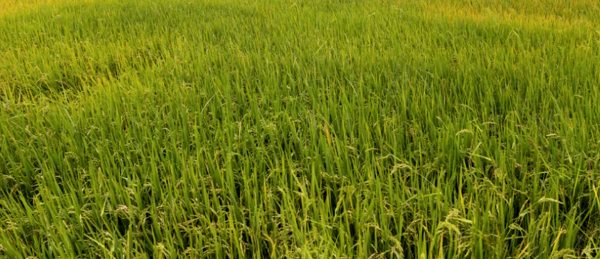Sirsi, Uttar Pradesh 244301, India