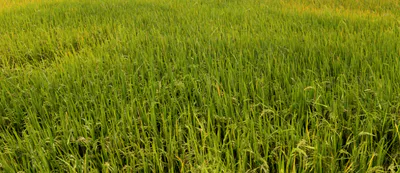 Sirsi, Uttar Pradesh 244301, India preview 3