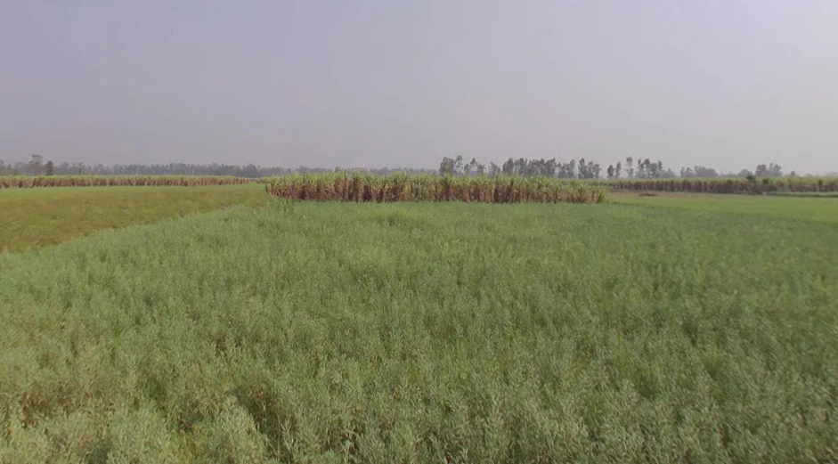 Mawana, Uttar Pradesh, India