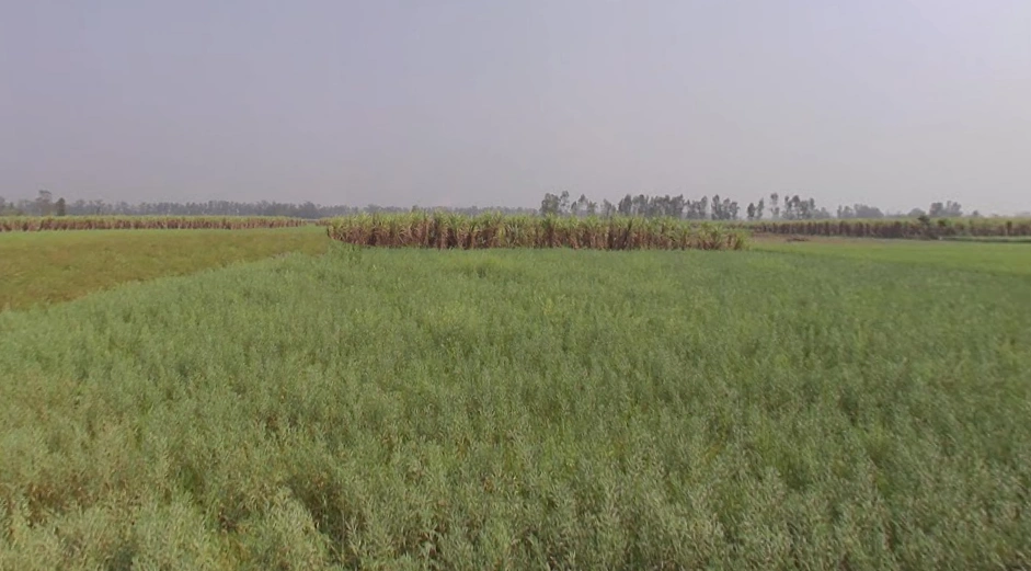 Mawana, Uttar Pradesh, India