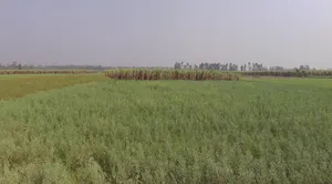 Mawana, Uttar Pradesh, India preview 2