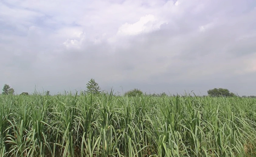 Budhana, Uttar Pradesh 251309, India