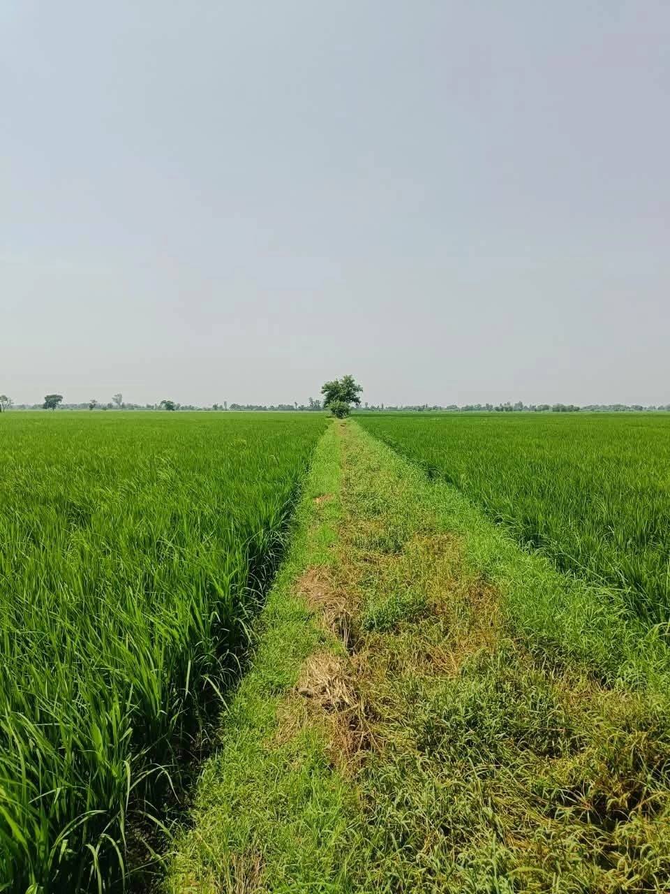 Atrauli, Aligarh, Uttar Pradesh, India