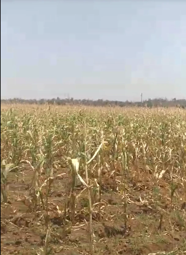 24G6+J26, Khargone, Sagadiyaw, Madhya Pradesh, India