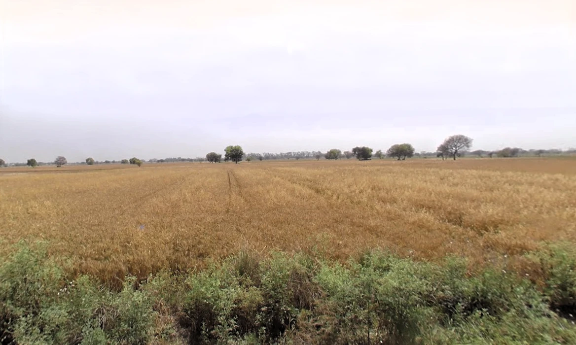 Majri, Haryana 124105, India