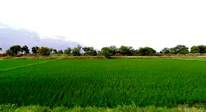 Makthal, Telangana 509208, India preview 5