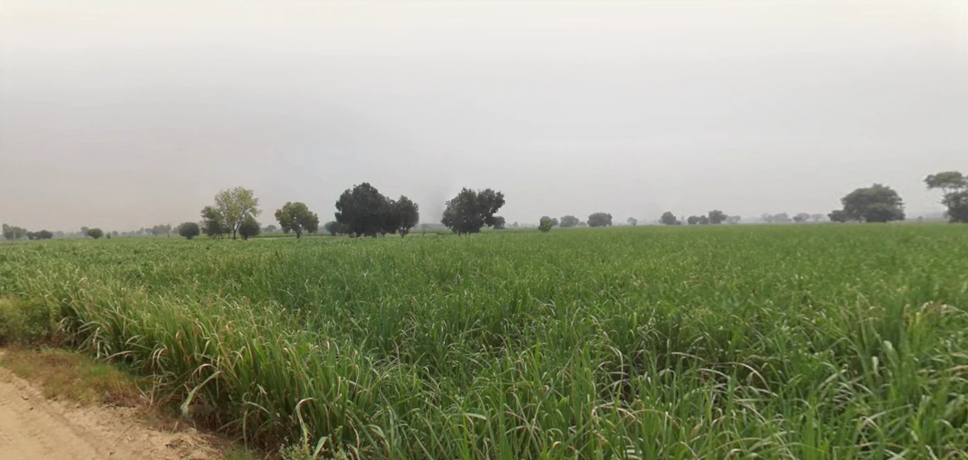 Butana, Haryana 131302, India