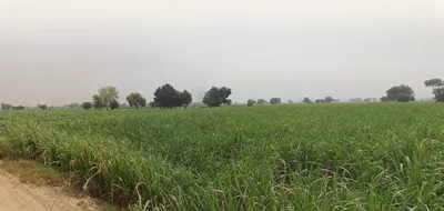 Butana, Haryana 131302, India preview 2