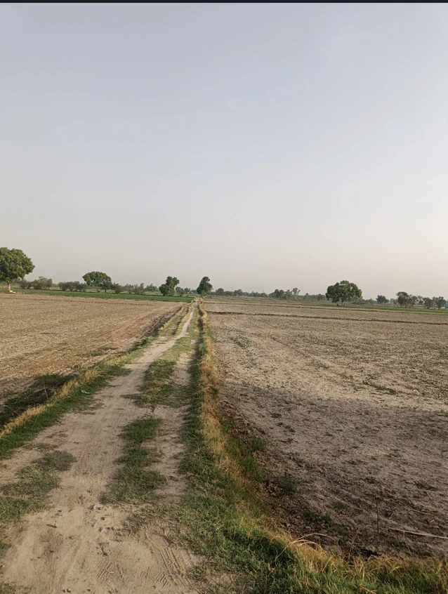 Kot, Haryana, India