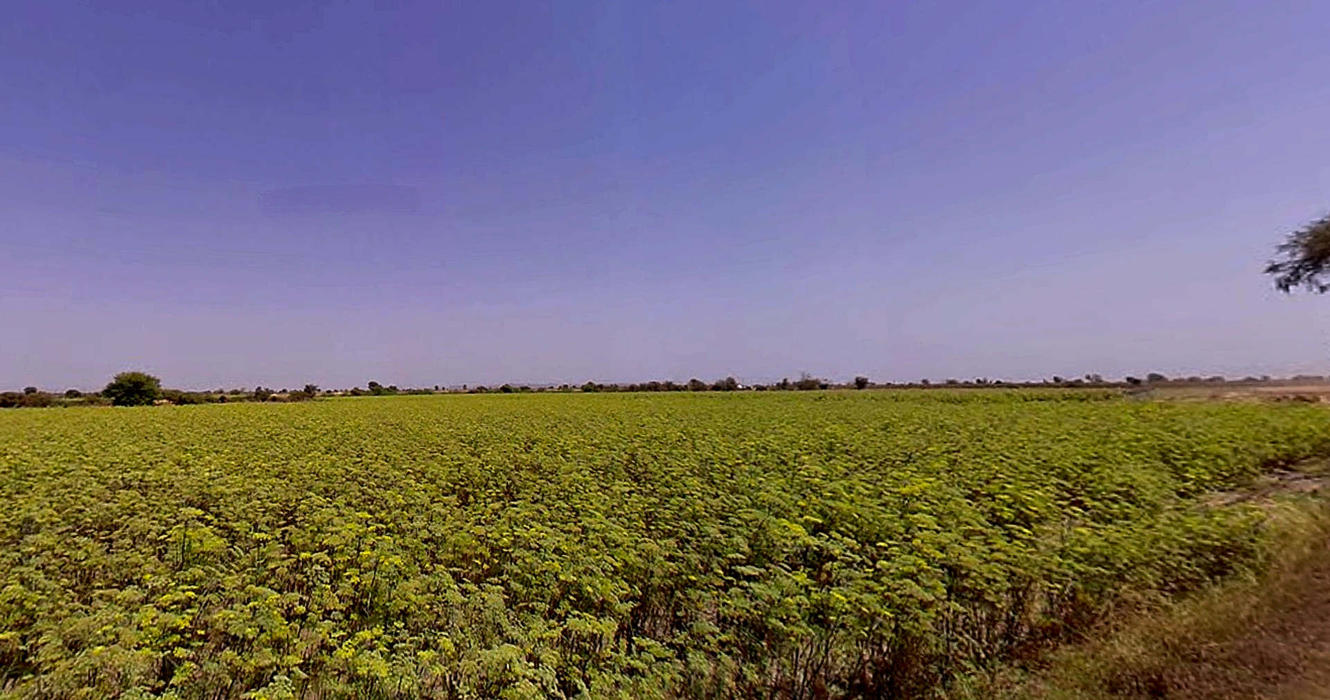 Sami, Gujarat 384245, India