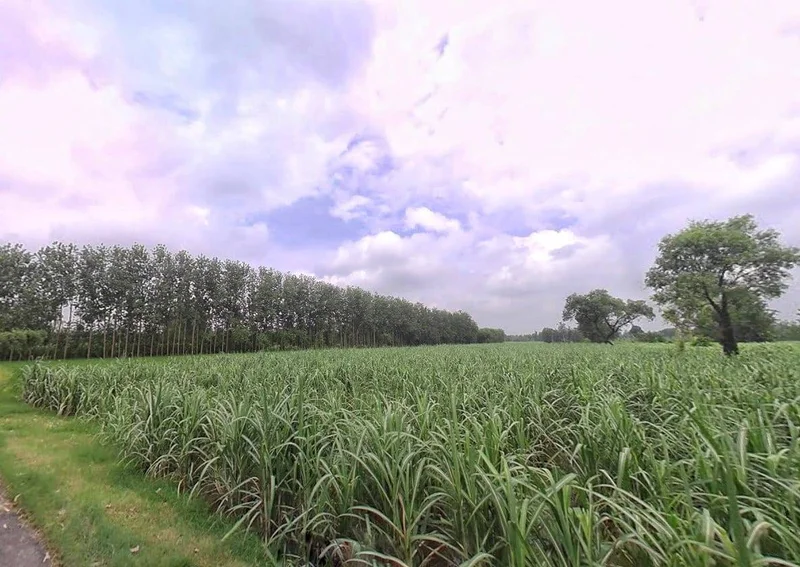 XMJ4+FR Gagalhedi Aht., Uttar Pradesh, India preview 2