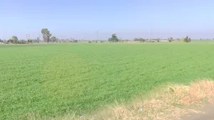 Kamlapur, Madhya Pradesh 455227, India preview 3