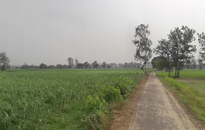 Mawana, Uttar Pradesh, India preview 2