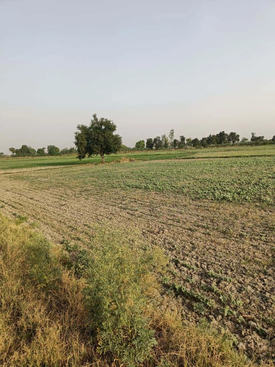 Tentigaon, Uttar Pradesh, India