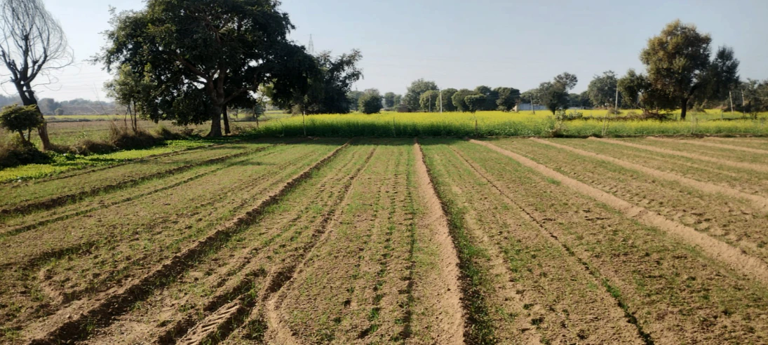 PHM8+FG Jindoli, Khairthal-Tijara, Rajasthan, India