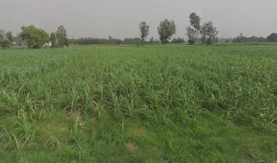 Mawana, Uttar Pradesh, India