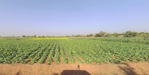 Chikhalgaon, Maharashtra 412108, India preview 2