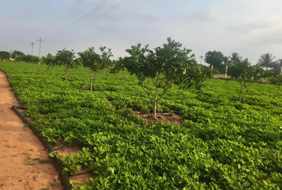 Kairana Panipat Road, Kheri Karmu, Shamli, Uttar Pradesh 247776, India