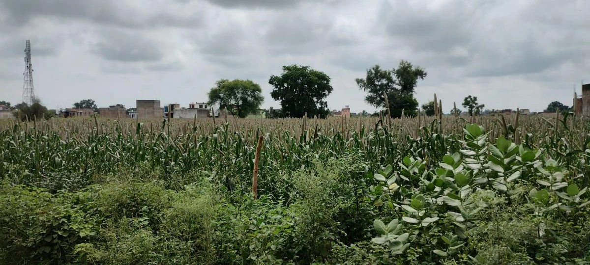 Barodameo, Rajasthan 301021, India