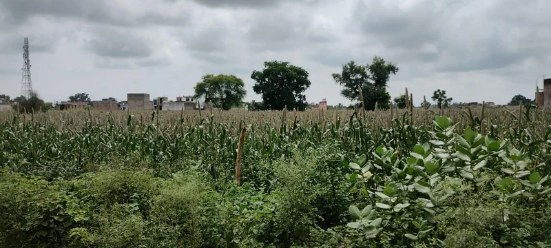 Barodameo, Rajasthan 301021, India preview 3