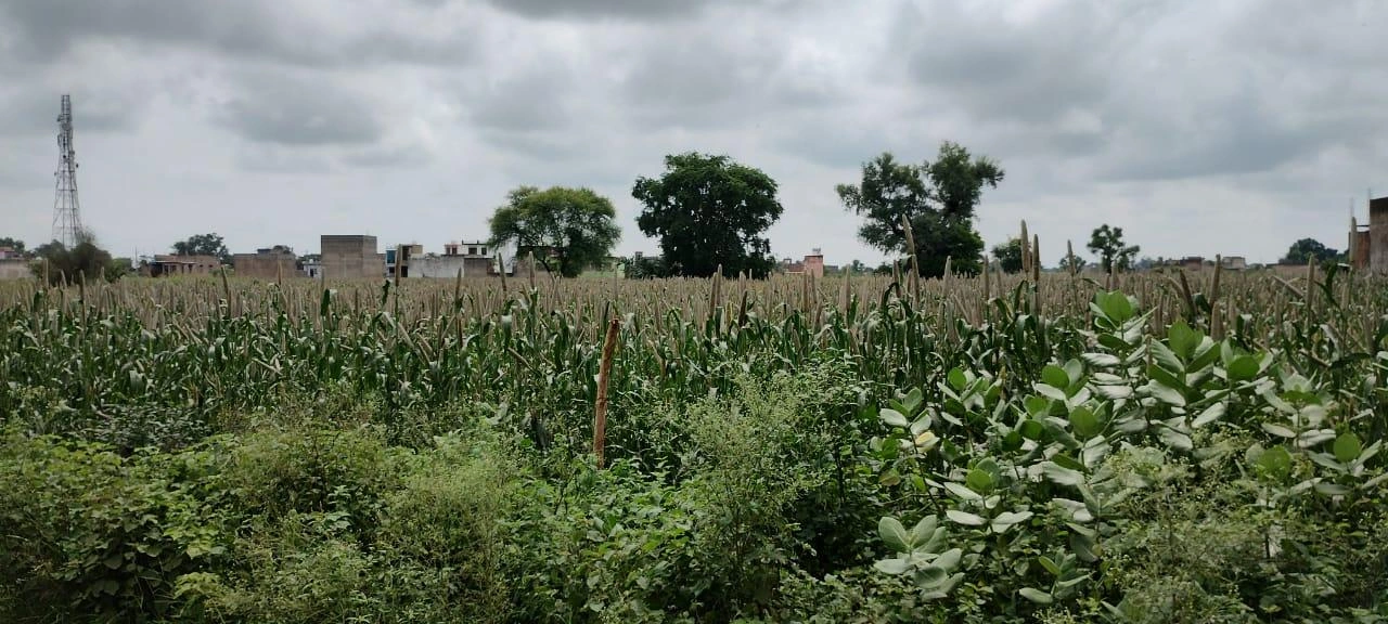 Barodameo, Rajasthan 301021, India