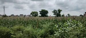 Barodameo, Rajasthan 301021, India preview 3