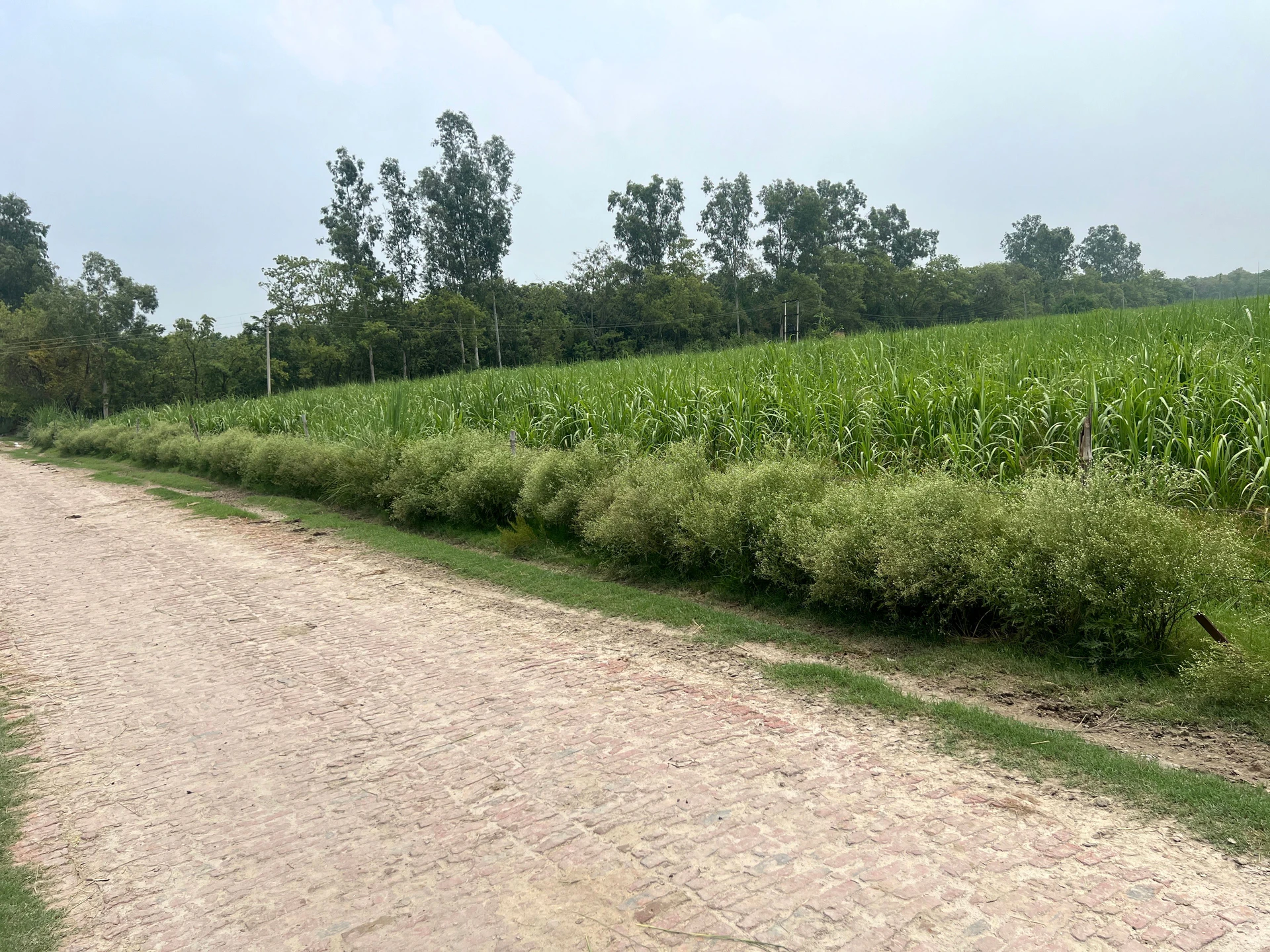 Mawana, Uttar Pradesh, India