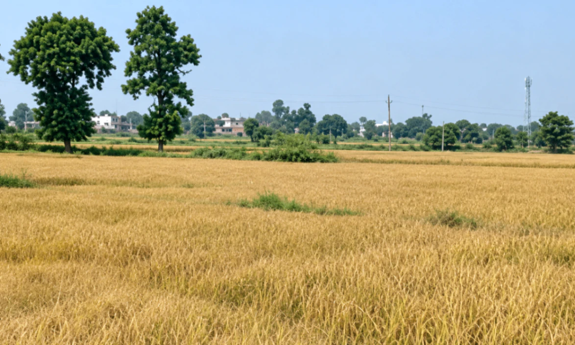 Kewali, Patna, Bihar 804453, India