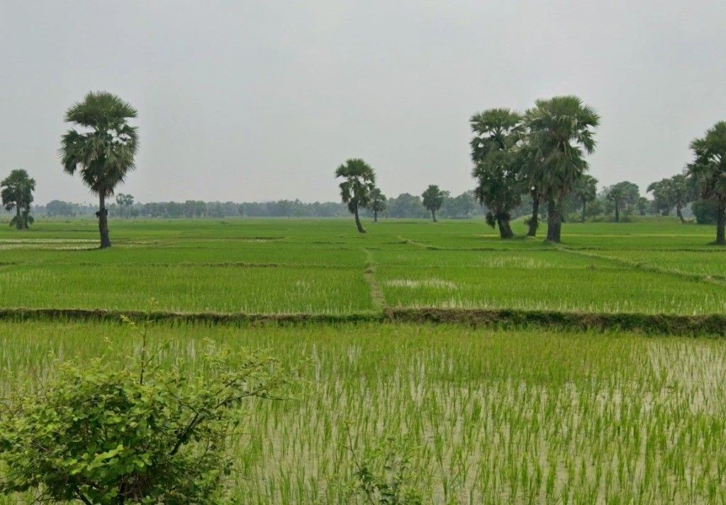 MC95+GGR, Deorbeeja, Chhattisgarh 491993, India