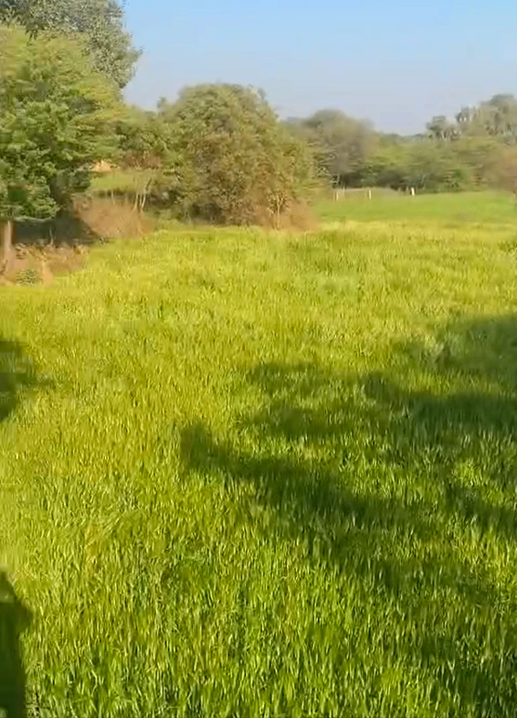 WGR6+5H Reta, Rajasthan, India