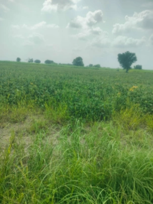 CWPQ+RF8, Muzaffarnagar, Chaurawala, Uttar Pradesh, India