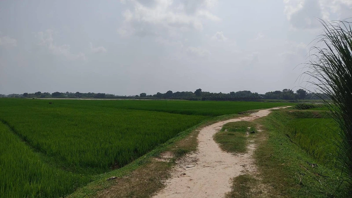 Agricultural Land in Powakhali, Kishanganj