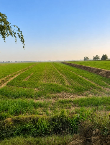Lakhan Majra, Rohtak, Haryana 124514, India