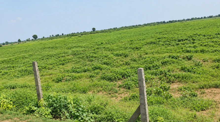 J2RQ+3Q9, Yadadri Bhuvanagiri, Alair, Telangana 508101, India