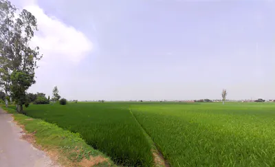 Pabnawa, Haryana 136020, India preview 3