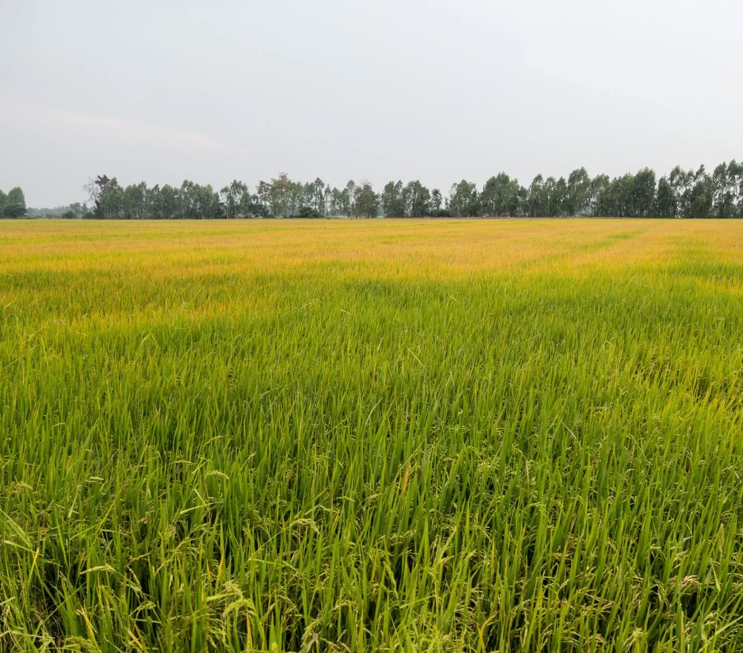 Jamni Pur, Uttarakhand, India