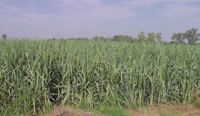 Nagla Charhao, Uttar Pradesh 251314, India