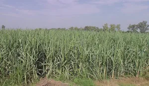 Nagla Charhao, Uttar Pradesh 251314, India preview 3