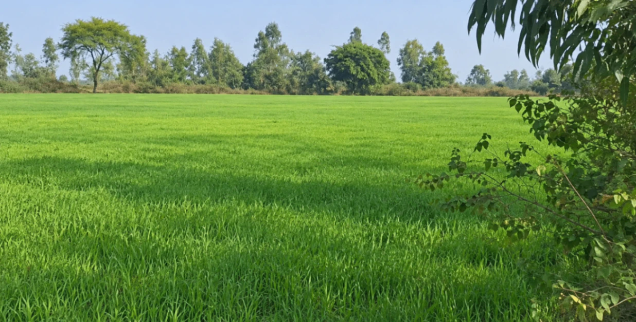 2237+R9 Chheriha Khurd, Chitrakoot, Uttar Pradesh, India