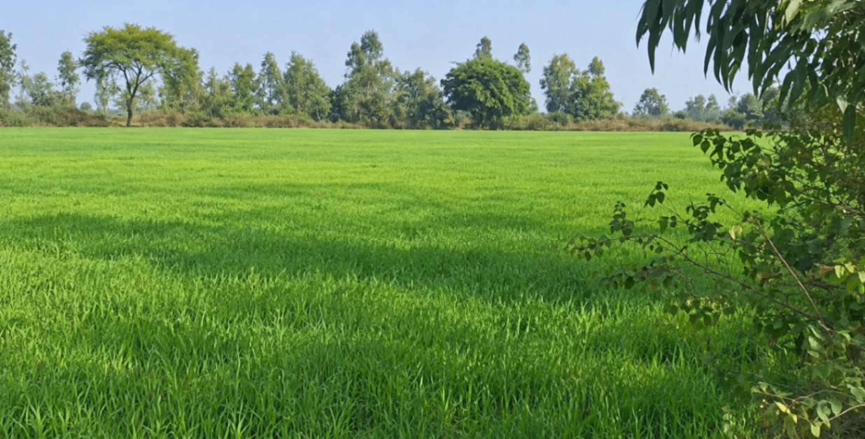 2237+R9 Chheriha Khurd, Chitrakoot, Uttar Pradesh, India