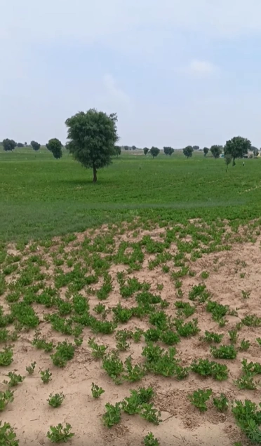 VG88+XRM, Bhilwara, Khejri, Rajasthan 311204, India preview 3