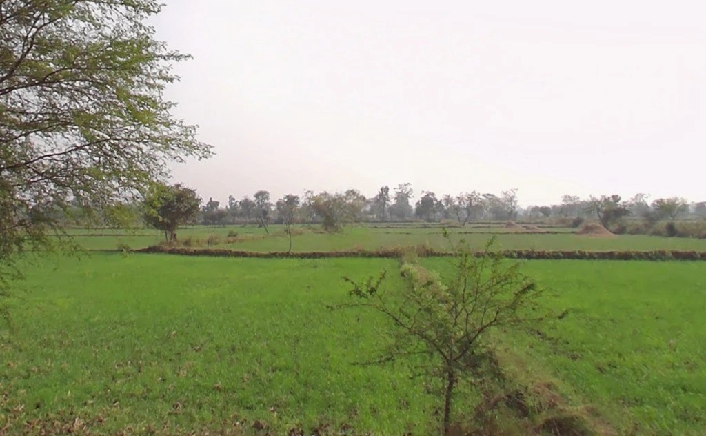 Gadamore, Chhattisgarh 491337, India