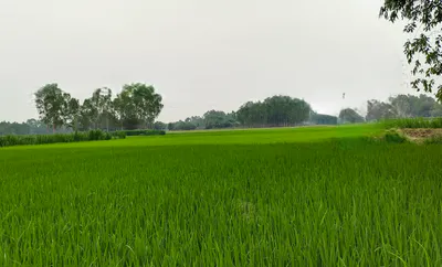 Babani, Punjab, India preview 3