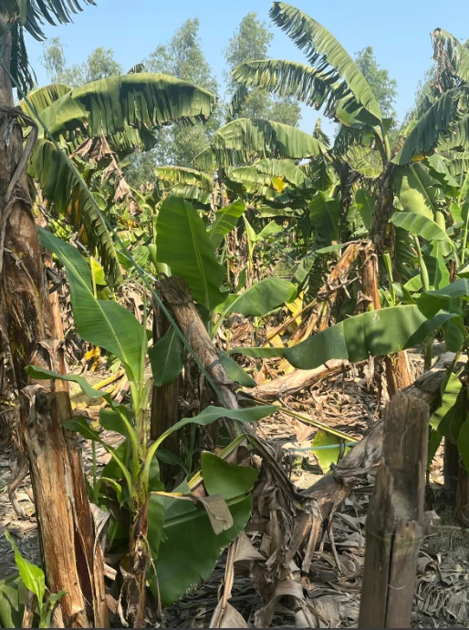 Rudauli, Ayodhya, Uttar Pradesh 224120, India